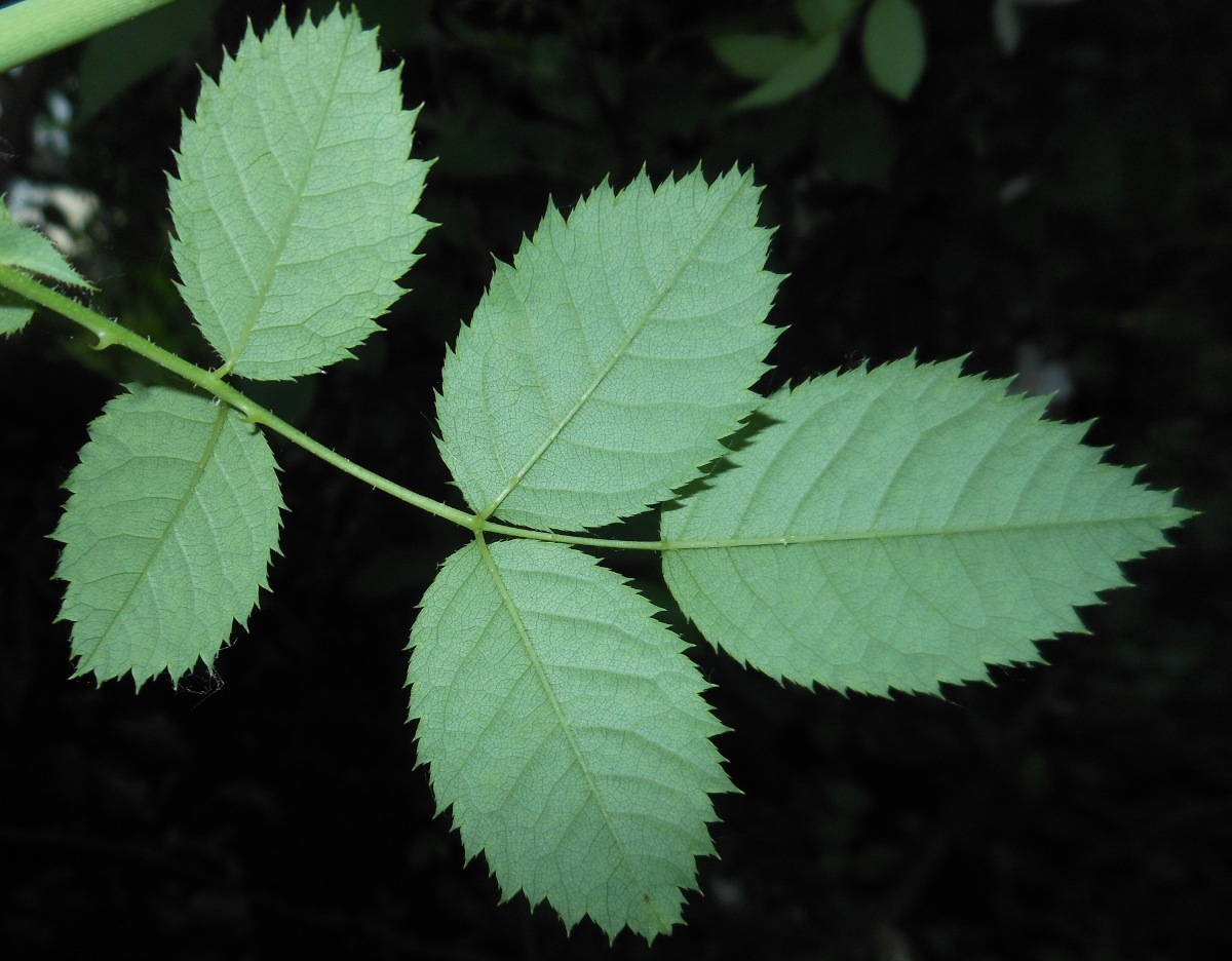 Rosa nitidula Besser